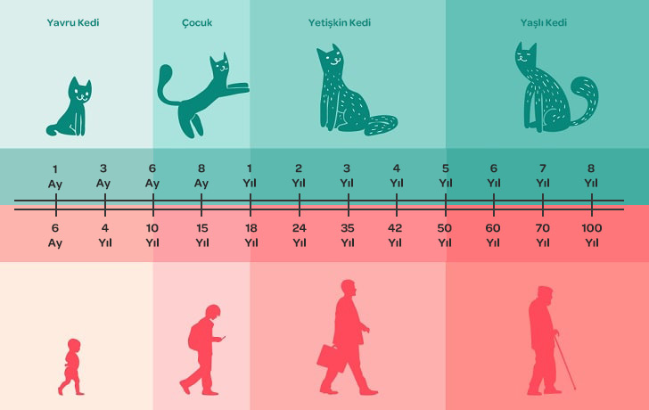 Kedilerin Yaşı Nasıl Öğrenilir? Pratik Yöntemler ve Hesaplama Görseli
